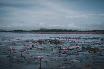 Scenic view of pink water lily in lake against sky