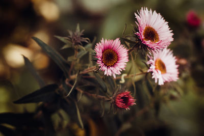 Close-up of pink flowering plants on field