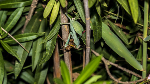 Close-up of insect on plant