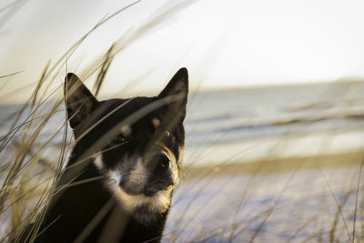 Close-up of dog seen through grass