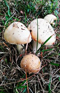 Close-up of mushroom growing on field