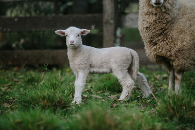 Sheep standing in a field