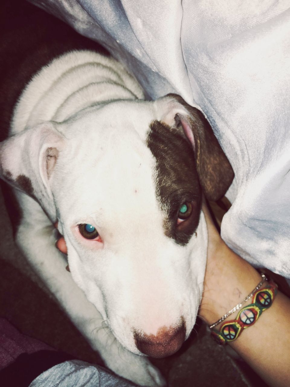 PORTRAIT OF DOG LYING ON BED