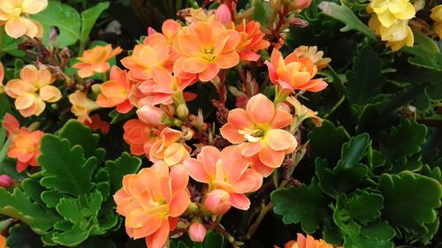 Close-up of orange flowers blooming outdoors