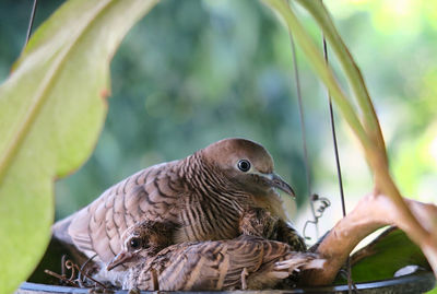 Close-up of bird perching on tree