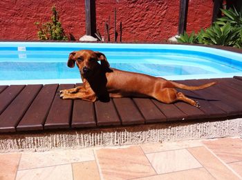 Portrait of dachshund resting at poolside