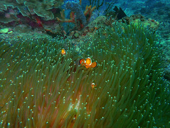 Fish swimming in sea