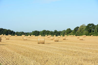 Hay bales on agricultural field