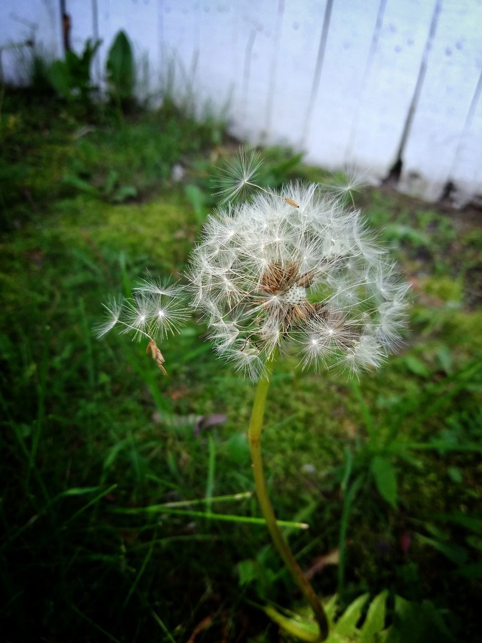 CLOSE-UP OF DANDELION GROWING ON FIELD