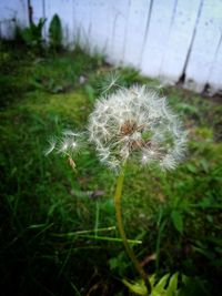 Close-up of dandelion on field