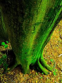 Close-up of moss growing on tree trunk