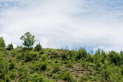 Trees and plants on land against sky