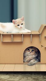 Close-up of kittens sitting on cardboard box