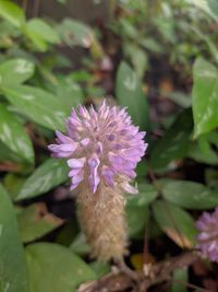 Close-up of pink flowering plant