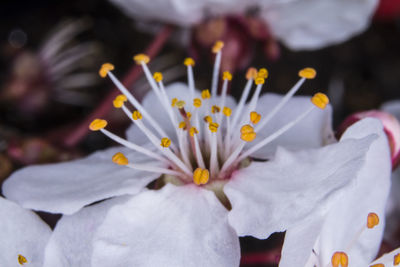 Close-up of white flowering plant