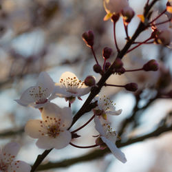 Close-up of cherry blossoms in spring