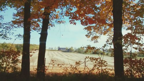 Trees on field against sky