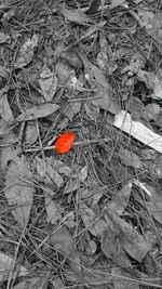 Close-up of red leaves