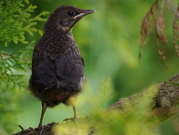 Close-up of bird perching on branch