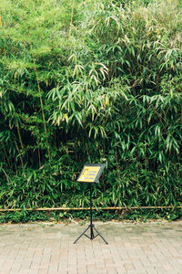 Empty grass