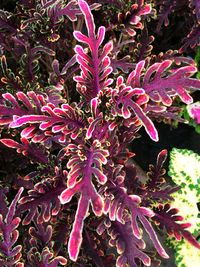 Close-up of pink plant