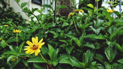 Close-up of yellow flowering plants