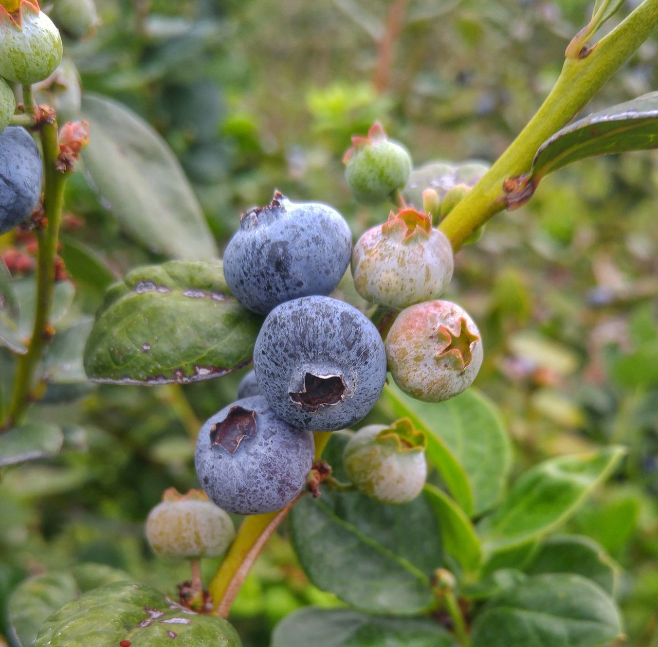 CLOSE-UP OF FRUIT GROWING ON TREE