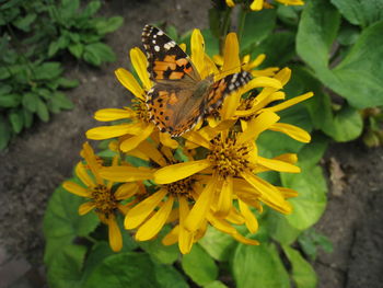 Close-up of butterfly pollinating on yellow flower