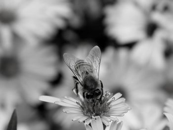 Close-up of bee pollinating on flower