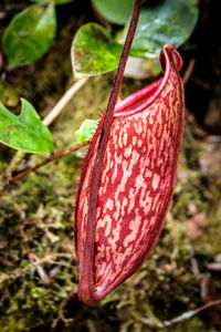 Close-up of red leaves