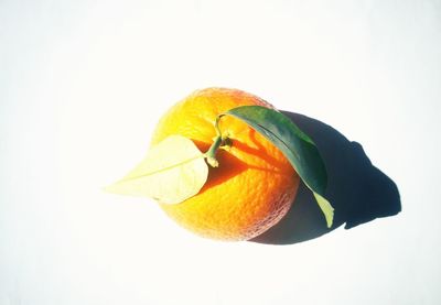 Close-up of orange slice over white background