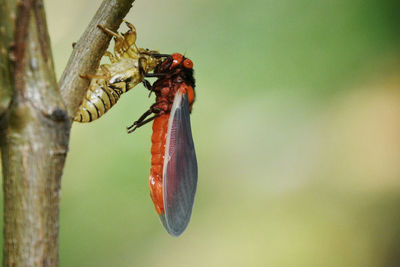 Close-up of insect on plant