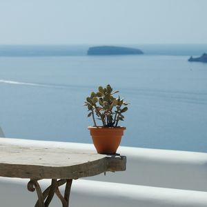 Close-up of potted plant against sea