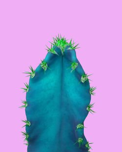 Close-up of cactus plant