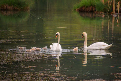 Swans swimming in lake