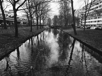 Reflection of trees in water