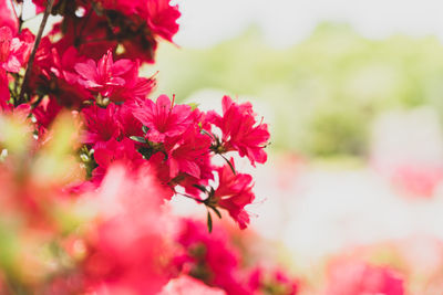Close-up of pink flowering plant