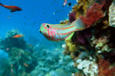 Close-up of fish swimming in sea