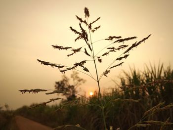 Close-up of silhouette plant on field against sky during sunset