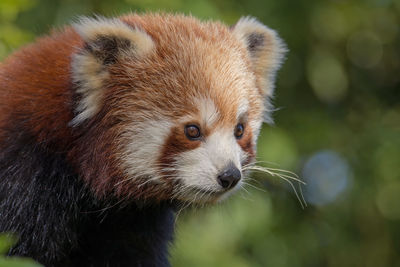 Close-up of red panda