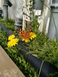 Butterfly perching on yellow flower