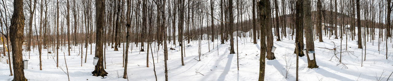 Snow covered land and trees in forest