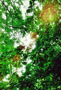 Low angle view of trees