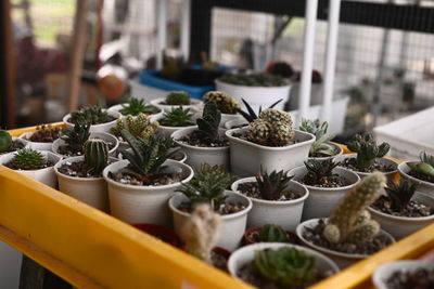 Close-up of potted plants for sale at market stall