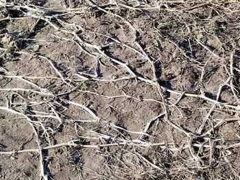 Full frame shot of dry plants on land