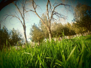 Grass and trees against sky