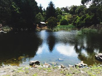 Reflection of trees in lake