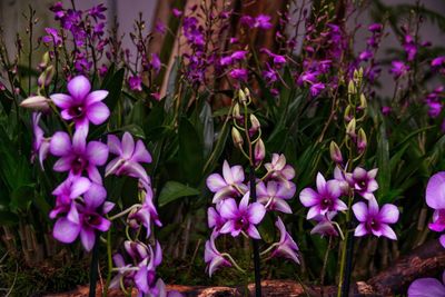 Close-up of purple flowers blooming outdoors