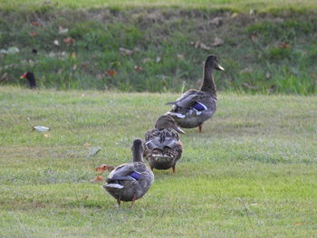 Mallard duck on field