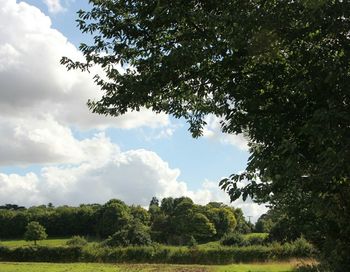 Trees on field against cloudy sky